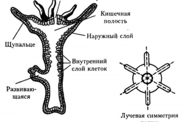 Mega onion официальный